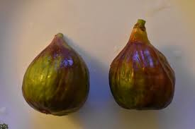 Résultat de recherche d'images pour "moscatel preto figs"