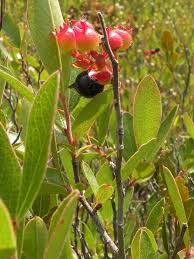 Image result for Loudetia angolensis
