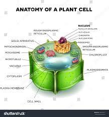 Check spelling or type a new query. Plant Cell Structure Cross Section Of The Cell Royalty Free Stock Photo 484235071 Avopix Com