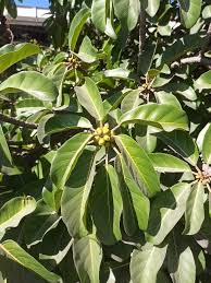 Image result for Ficus lutea