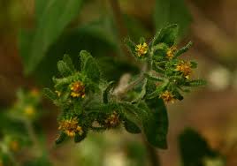 Image result for Sigesbeckia