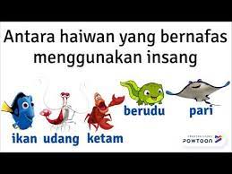11:20 frinox zubai recommended for you. Sains Tahun 4 Organ Pernafasan Haiwan Youtube
