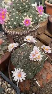 Image result for Cyphostemma montanum