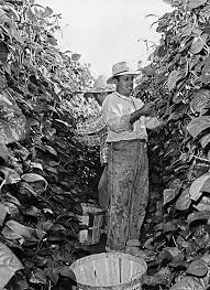 Pin On The California Bracero Program