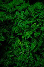 View, download, rate, and comment on hd wallpapers, desktop background images and mobile wallpapers. Leaves Wallpaper Pictures Download Free Images On Unsplash
