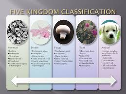 Classification Kingdom Phylum Class Order Family Genus Species Ppt Video Online Download