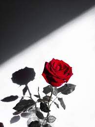 Find over 100+ of the best free red roses images. Red Rose In White Background Photo Free Image On Unsplash