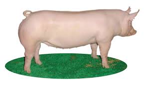 Image result for pig