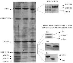 They are not distributed or sold to any other labs or healthcare facilities to perform on their own. Human Skeletal Muscle Fibres Molecular And Functional Diversity Sciencedirect