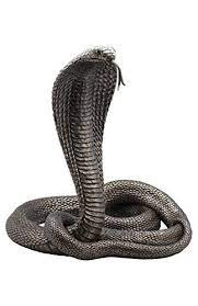 13 Inch King Cobra Snake Animal Figure Coiled Collectible Https Www Amazon Com Dp B00508o6mk Ref Cm Sw R Pi Dp U X Llm Cobra Snake King Cobra Snake Snake