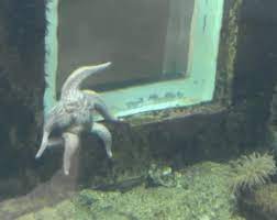Find gifs with the latest and newest hashtags! Chill Starfish Gifs Get The Best Gif On Giphy