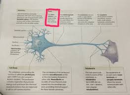 Neuron Chart Flashcards Quizlet