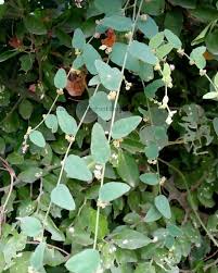 Image result for Cocculus hirsutus