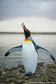 Mks Mader Adli Kullanicinin Penguin Panosundaki Pin Penguen Evcil Hayvanlar Sanat