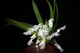 Image result for Podangis dactyloceras