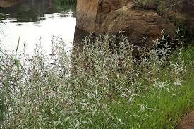 Image result for Persicaria senegalensis