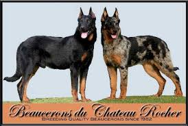I am exspecting a litter of beauceron puppies at anytime mother is akc ukc registered an father is as well please contact me for more info an availa… Beaucerons Du Chateau Rocher Posts Facebook