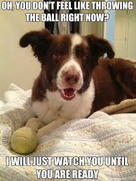 10 Best Border Collie Memes Of All Time Collie Dog Cute Animals Funny Dogs