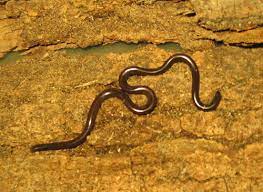 Had an encounter of the snake kind? Blind Snakes Reptiles Magazine