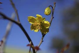 Image result for Ochna confusa