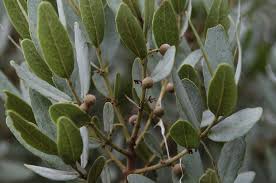 Image result for Euclea