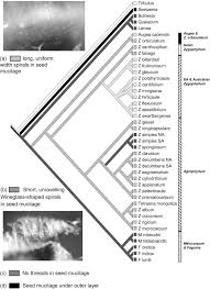Image result for Zygophyllum cuneifolium