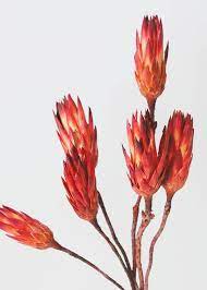 Pack Of 6 Dried Flower Protea Repens In Red Orange Dried Flowers Dried Flower Bouquet Protea Flower