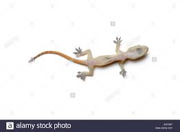 Lizard with a penchant for tea, traveling, and spreading the news about savings for @geico. Carson On Twitter The Geico Gecko Found Dead In Miami Rest In Peace To A Bro