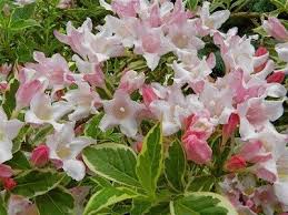 Be the first to review this product. Weigela Care How To Grow Weigela