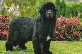 20 cool facts about the newfoundland dog breed breed cool dog facts newfoundland porody sobak porody bolshih sobak sobachi imena