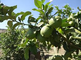It's in need of a good pruning, but i am enjoying all the growth i've. Early Chilean Lemon Variety Squeezes Out More Fruit Per Tree Freshfruitportal Com