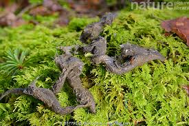 Image result for marten poop