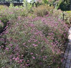 Image result for Vernonia turbinella