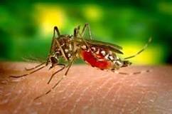 Resultado de imagem para dengue é viral como transmite