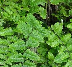 Image result for sleziník Asplenium