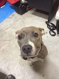 This is a great family dog because the greyhound pitbull. Look At This Cute Fellow Could Eat Him Up 3 Italian Greyhound Pitbull Mix Cute Dogs Cutest Cats Ever Italian Greyhound