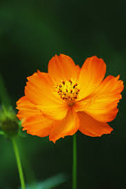 Pin On Flowers Plants Food