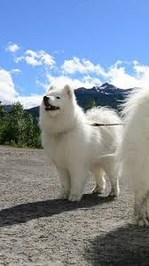What You Do To Get Rid Of Your Dog Bad Habit See What Professionals Do Petdogs Doglover Dogpet Really Cute Dogs Samoyed Dogs Dogs