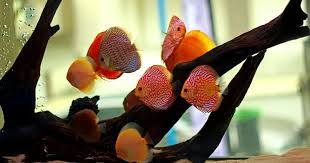 Sederhananya, aquascape merupakan sebuah akuarium yang lebih lebih kompleks. Tempat Beli Ikan Discus Murah Di Jakarta Dan Sekitarnya Ikanesia Id