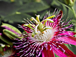 Maybe you would like to learn more about one of these? Pink Passion Flower C Imran Ahmed All Contents Are Copyrig Flickr