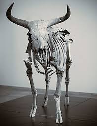 This was about 19% of all the recorded bull's in the uk. Aurochs Wikipedia