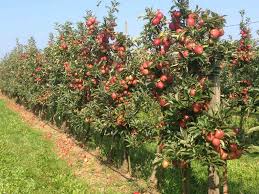 In sehr heißen sommern kann sich die ernte aber nach vorne schieben. Selbstpflucken Appel Happel