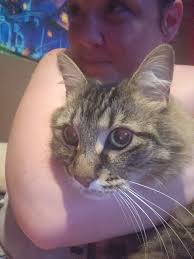 Lost cat near Rabb Rd and Carriage Hills