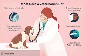 Veterinarian Job Description Salary Skills More Veterinarian Veterinarian Career Vet Tech School