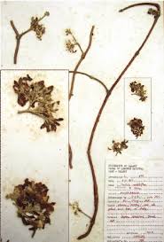 Image result for Fockea multiflora