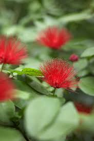 The tiny yellow flowers in spring can cover everything beneath the tree with a light dusting of yellow. 18 Small Trees That Will Add Tons Of Color To Your Landscape Small Trees Flowering Trees Florida Flowers