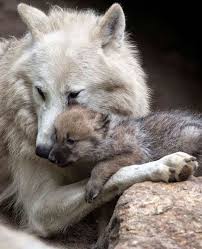 Animal Rescue Google Cute Animals Animals Wolf Pup