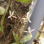 Image result for Aerangis collum-cygni