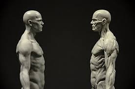 Male&female human anatomy figure ecorche and skin model lab supplies, anatomical reference for artists (gray). Male Anatomy Figure 11 Inch Anatomical Reference For Artists Grey Amazon In Home Kitchen