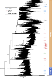 It is a good way for students to learn the alphabet and relate them to words. Viral Fitness Landscapes In Diverse Host Species Reveal Multiple Evolutionary Lines For The Ns1 Gene Of Influenza A Viruses Sciencedirect